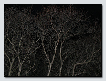 Twilight Trees | Carol Cannon