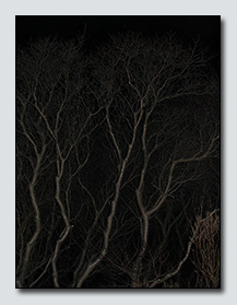 Twilight Trees | Carol Cannon